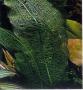 Aponogeton madagascariensis Gitterpflanze